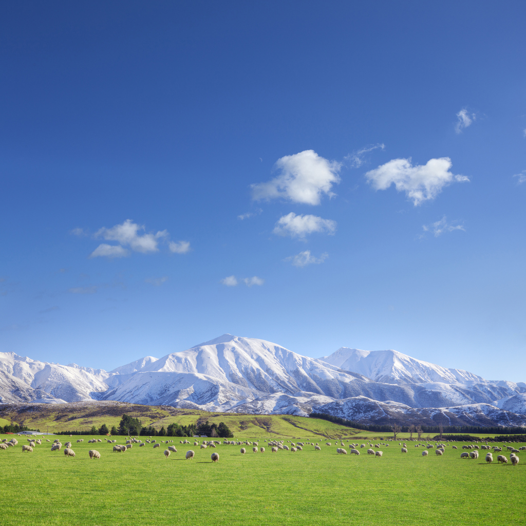 Sauer på New Zealand, landbruk, bondegård, landskap, sau, landbrukspolitikk, subsidier, landbruksubsidier