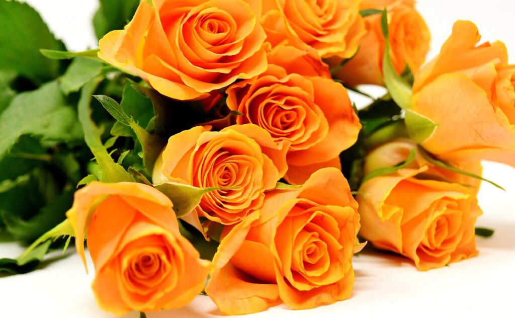 Oransje roser, roser, blomster