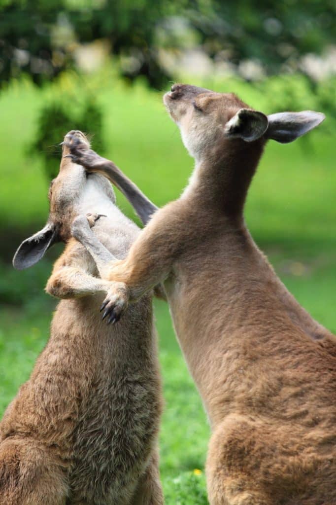 kenguru angrep